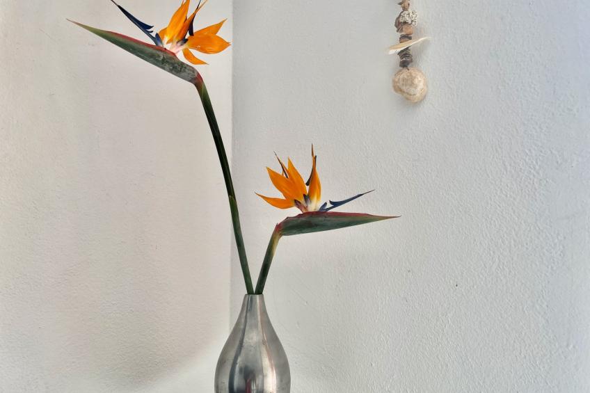 Appartement Casa Hibisco mit schönem Garten - foto 8