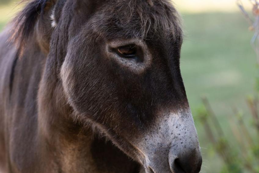 Appartement LouisXVI - foto 13