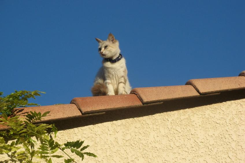 À l'abri du Mistral - foto 28