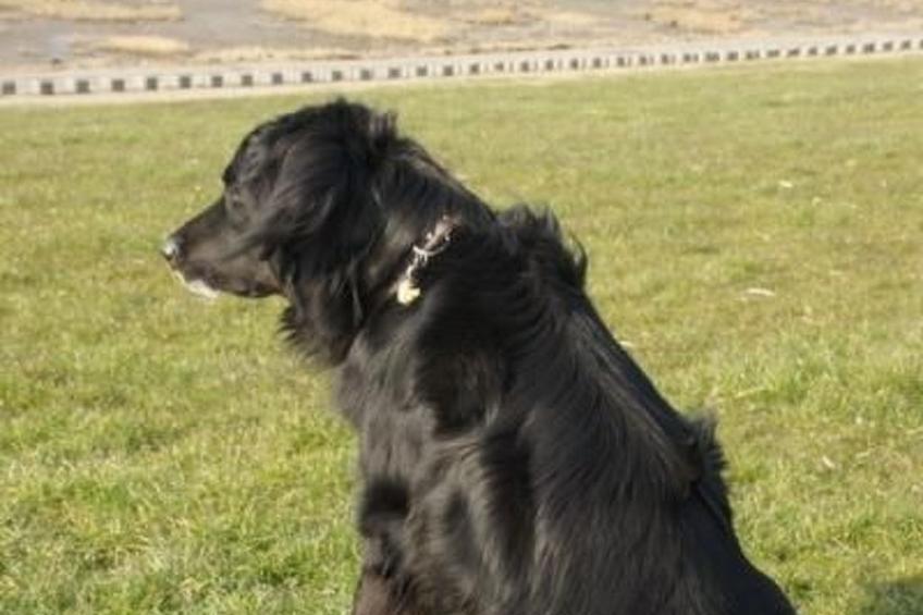 in Mühlendeich mit Großem Garten - foto 47