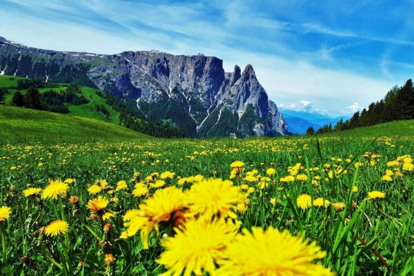 Cesa Vedla DOLOMITES - foto 32