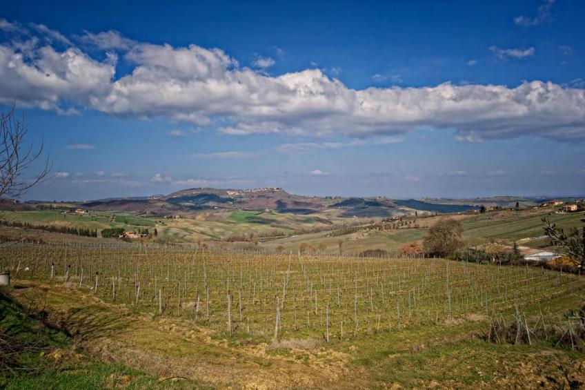 Paulonia - foto 26