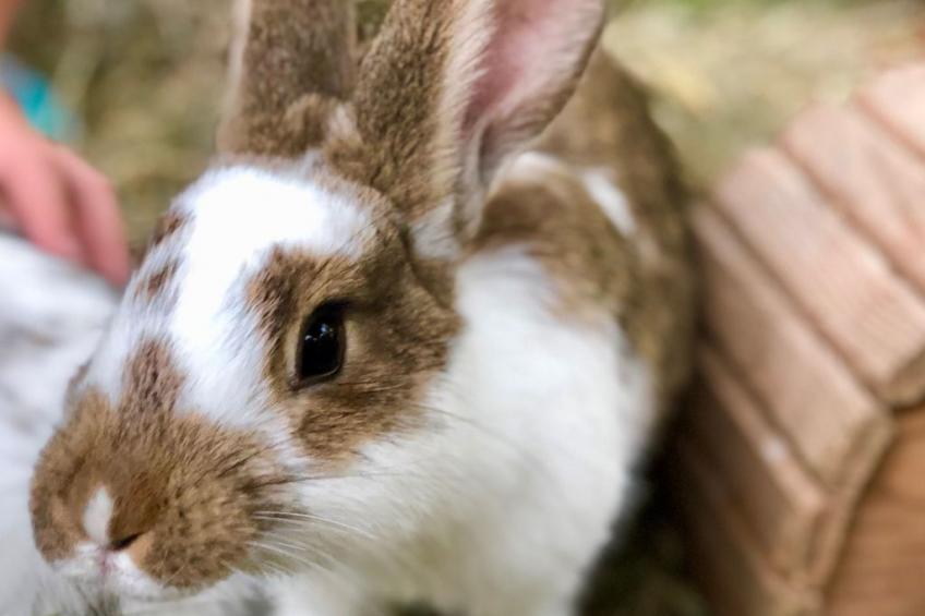 mit Terrasse - foto 30