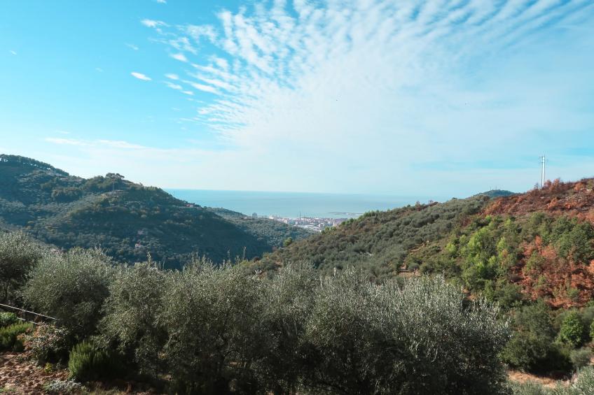 Il Terebinto (IMP427) - foto 17