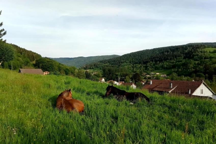 La Coccinelle et Salamandre - foto 38