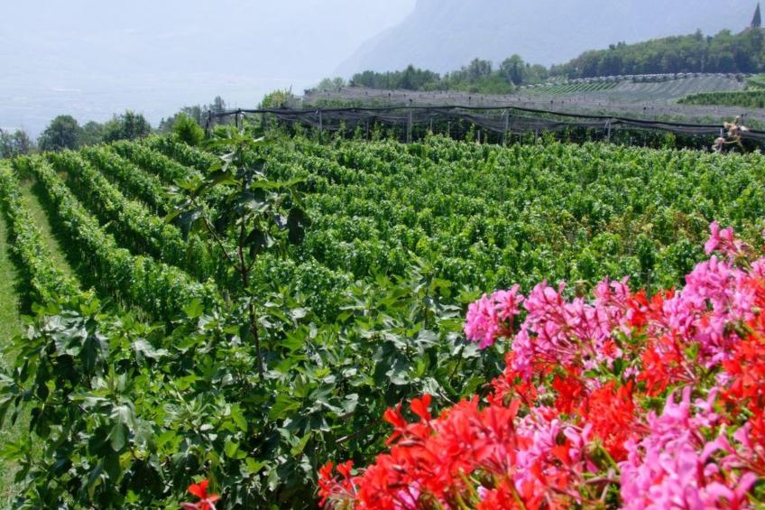 Kerschbamerhof Fewo Pink Lady mit Panoramablick - foto 22