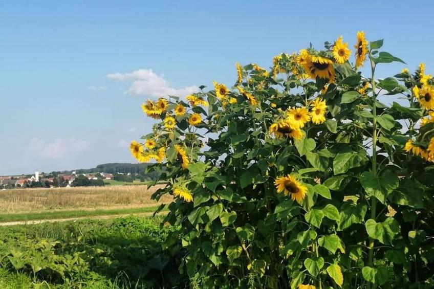 Schöne Ferienwohnung in Oberwaldbach - foto 7