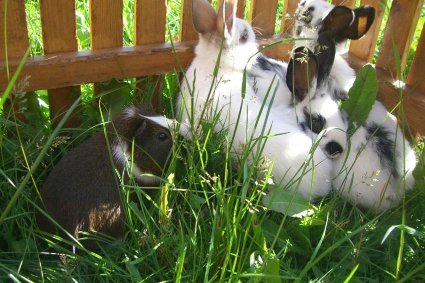 Kompatscherhof - foto 10