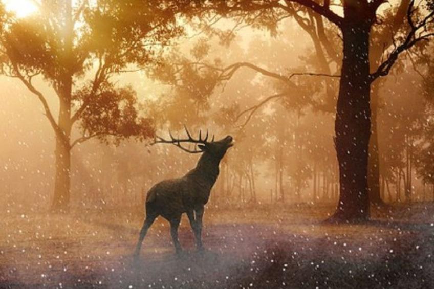 Schöne Moderne Ferienwohnung für 2-4 Personen + Hund in Sankt Andreasberg im Ob - foto 23