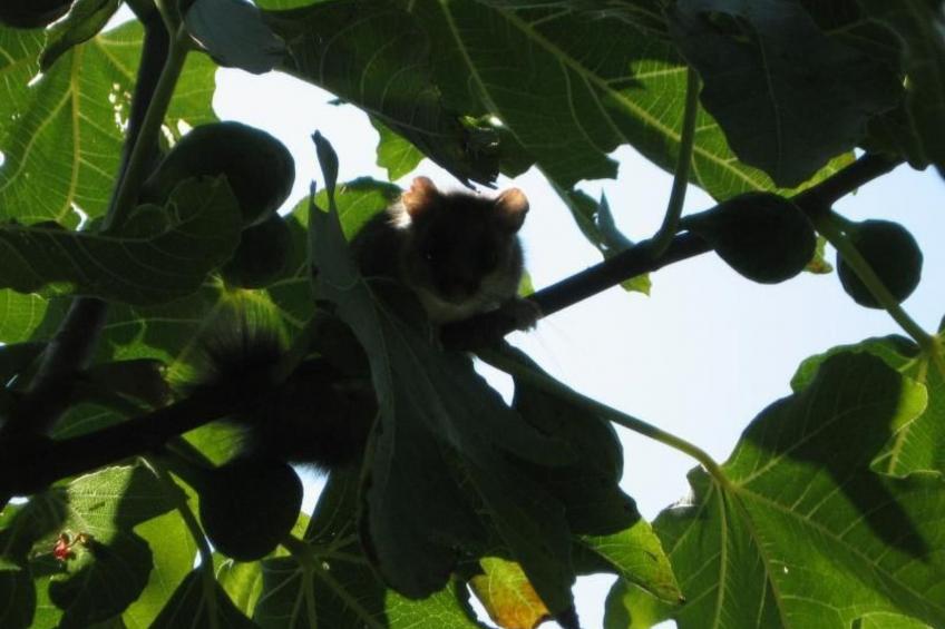 Niederwaldhaus in Solto Collina - foto 3