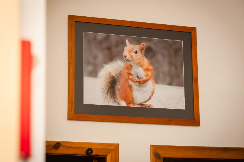 Pine Marten Lodge - foto 21