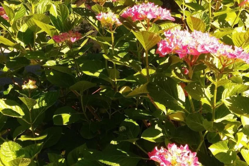 Idealer Erholungsort - foto 10