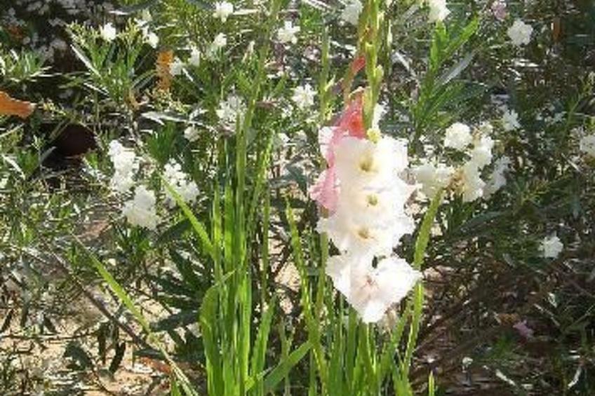 La Perla 8 - foto 28