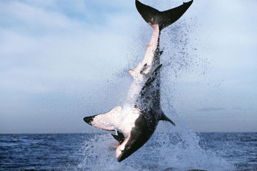 "Harbour Bridge 214" - foto 26