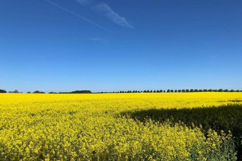Müritz Ferienhaus - foto 29