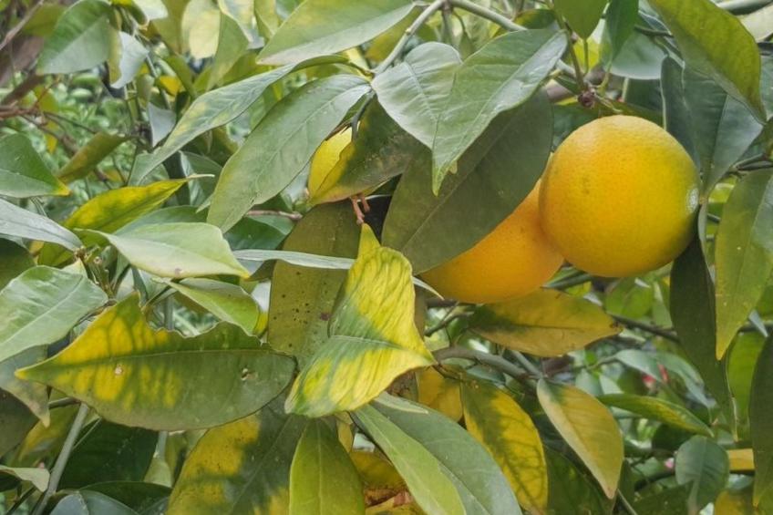 Su Niu Crobu - foto 16