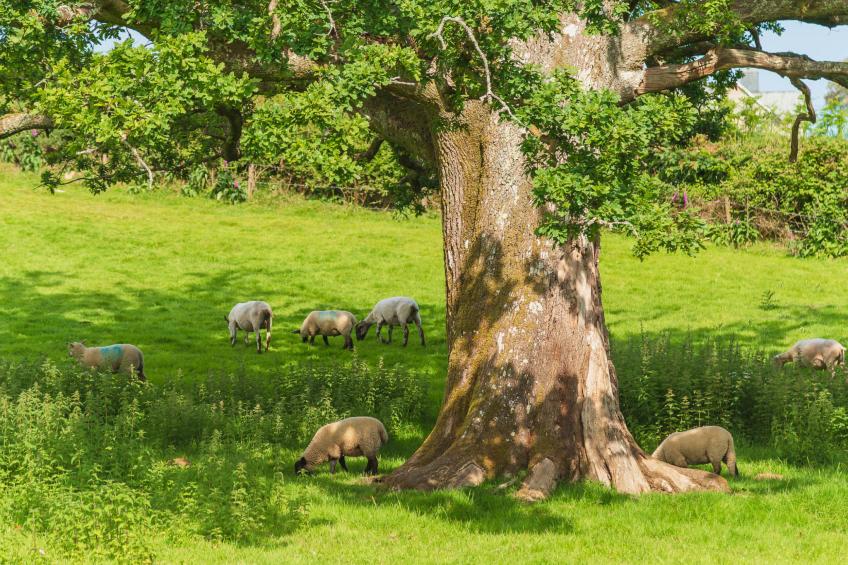 Kingfishers Haven - foto 5