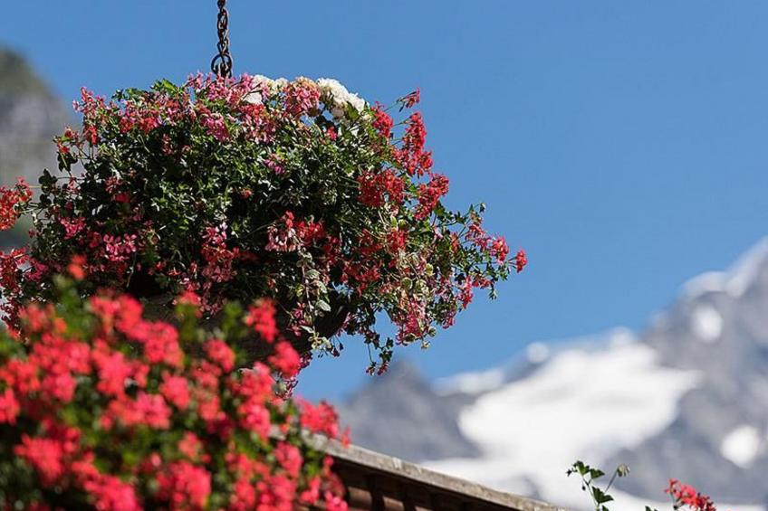 Grindelwald Zwygarte - foto 6