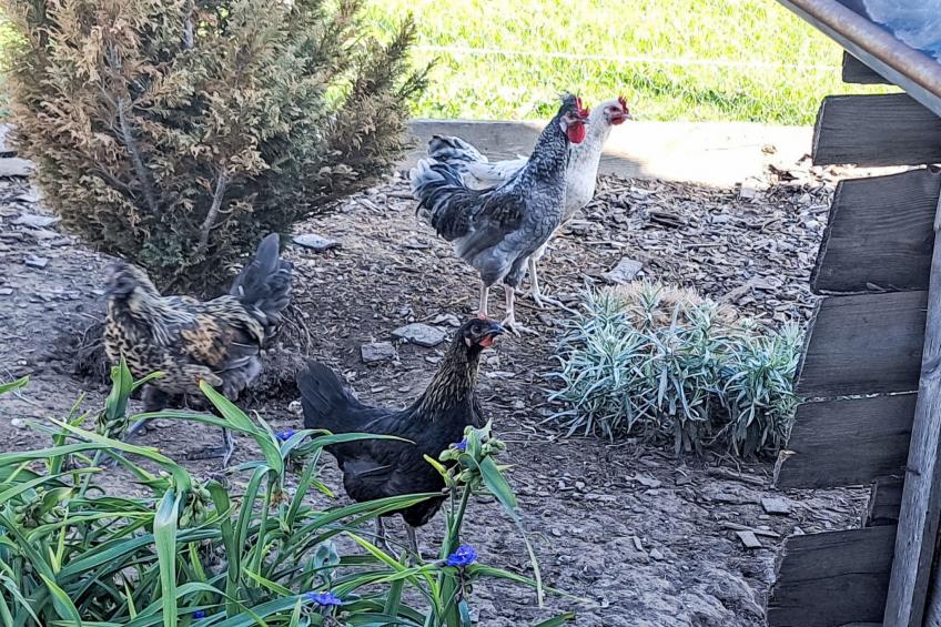 "Hüttli" neben dem Bauernhof Fendrig - foto 16