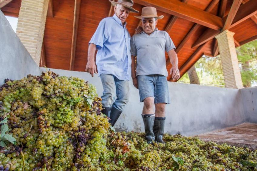 Aneli Luxury Villas, Villa Semeli 7 Schlafzimmer - foto 68