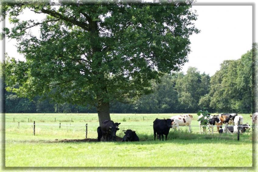 Chalet Egel - foto 26