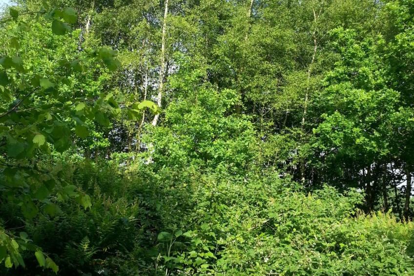 in Bad Bederkesa mit Garten - foto 16