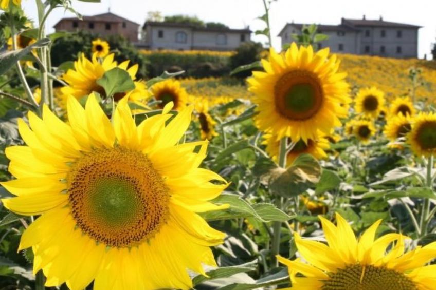 Bauernhof Podere Casenove Wohnung Pino Bilo - foto 21