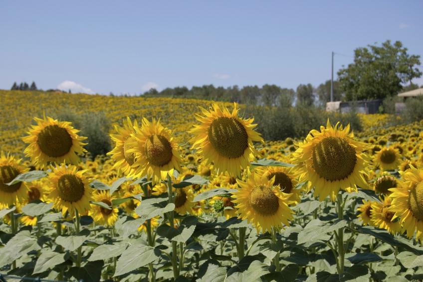 Sparsa Girasole - foto 20