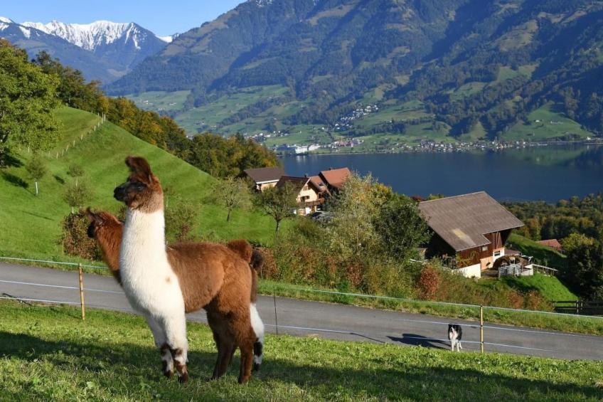 Holzhaus auf Lamahof