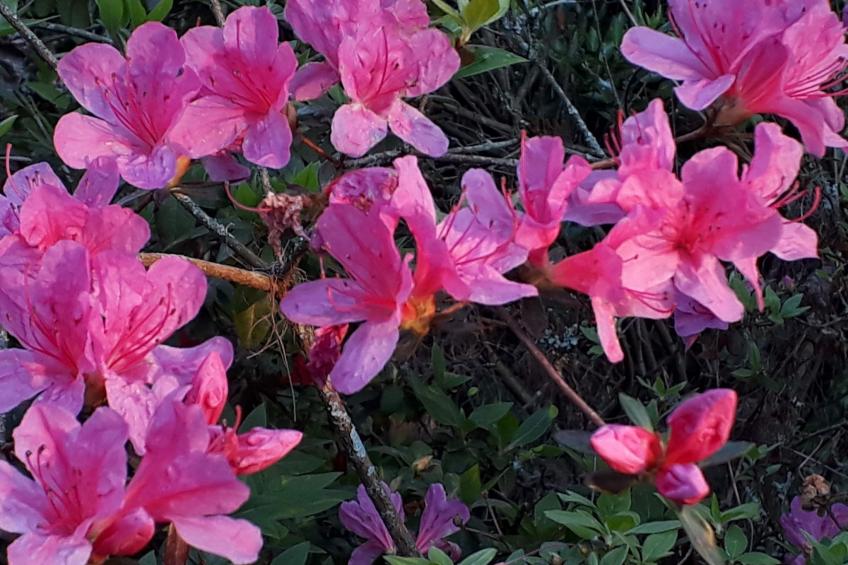 Quinta D'Avó Amélia, wunderschönes Landhaus zwischen den Bergen und dem Meer - foto 40