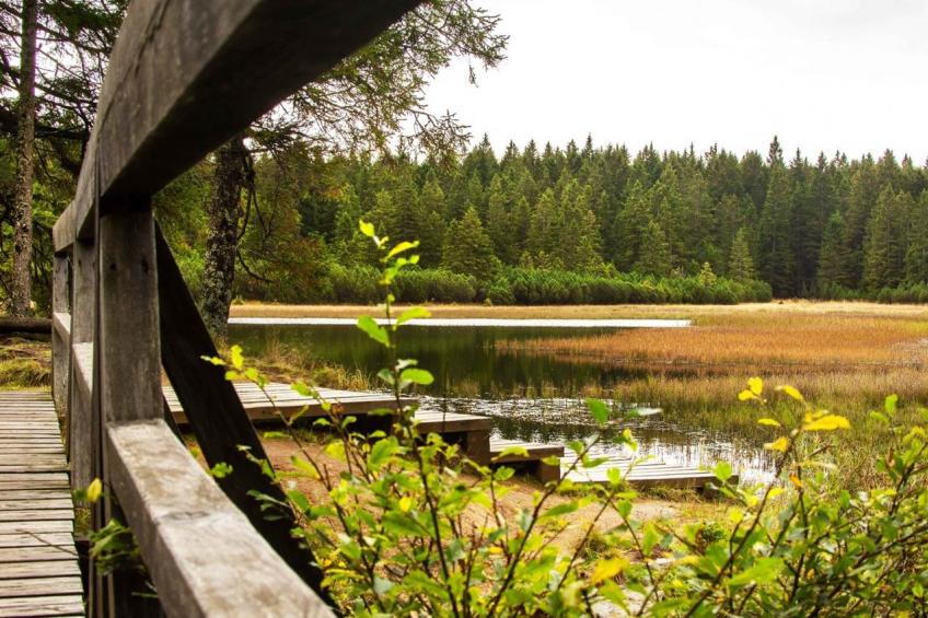 Forest Apartments Videc - Pohorje Bilo 7 - foto 31