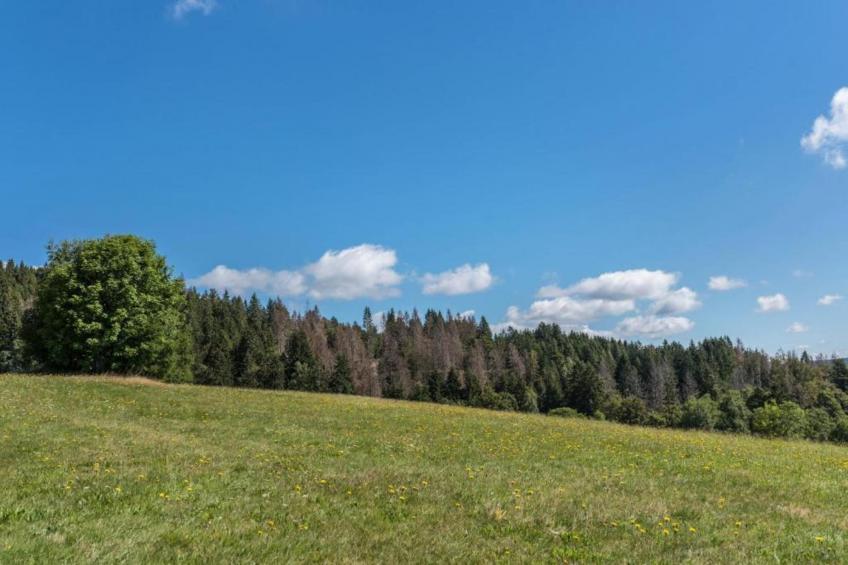 Schwarzwaldhaus Pferdeklause - foto 29