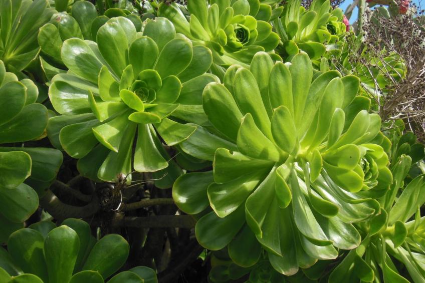 Traditionelles kanarisches Landhaus - foto 52
