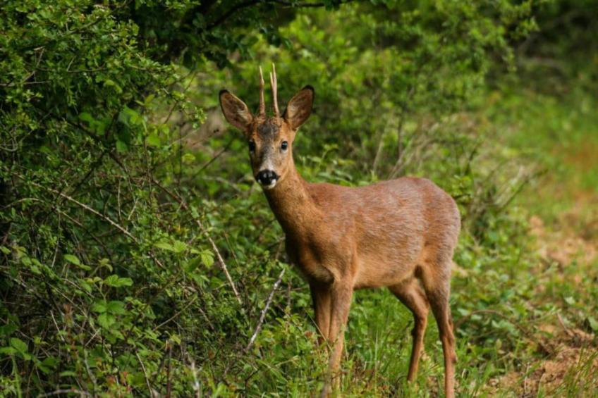 Le Pré en Bulles - foto 21