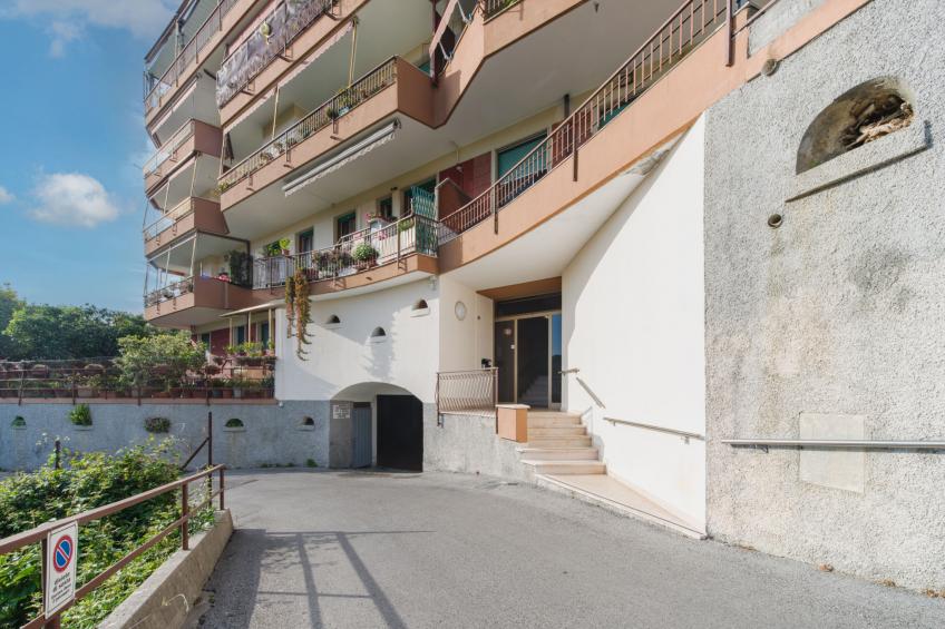 Caprifoglio - foto 18