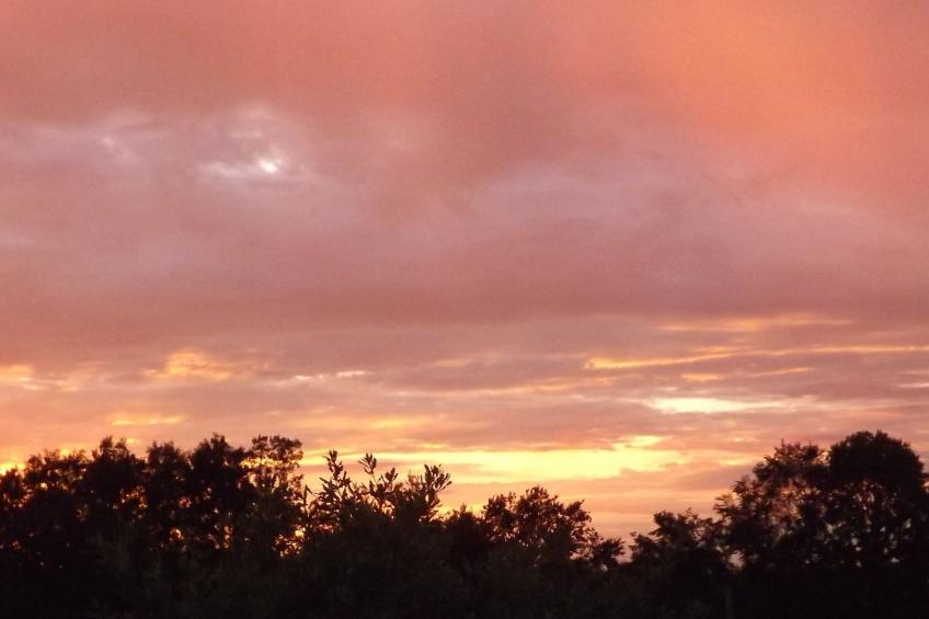 Flache Linde - foto 53