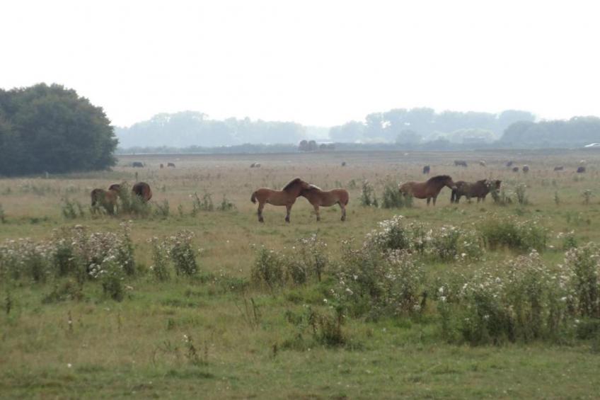 Vakantiepark Schaijk 7 - foto 28