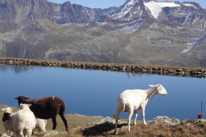 Chalet Stefanino, 3 1/2 Zimmer - foto 21