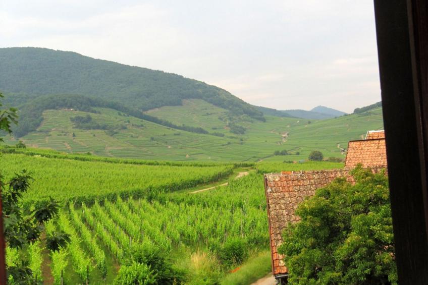 Med-Face Vosges,im Süden,im Herzen der Weinberge,Ruhig,WiFi - foto 37
