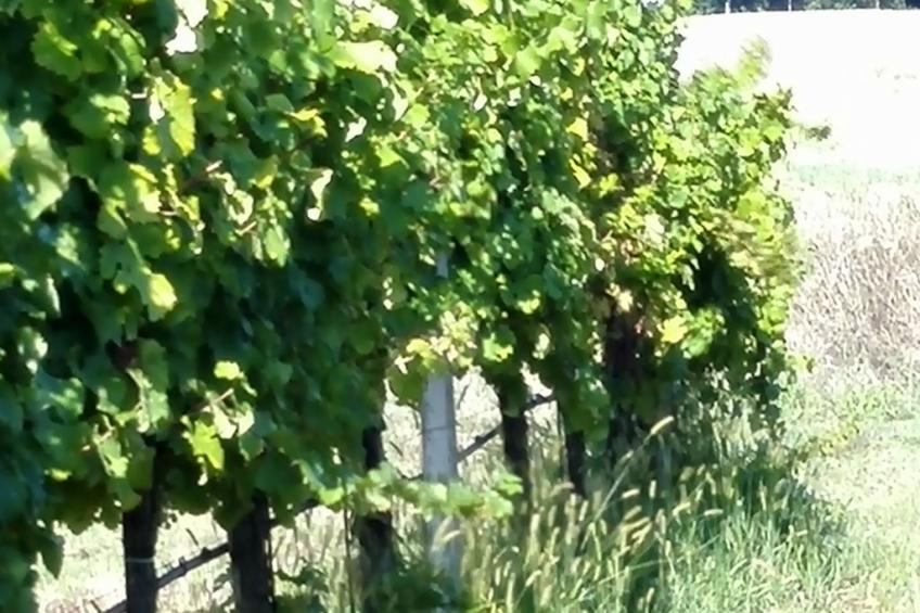 Die Maulbeerbäume auf dem Bauernhof - foto 10