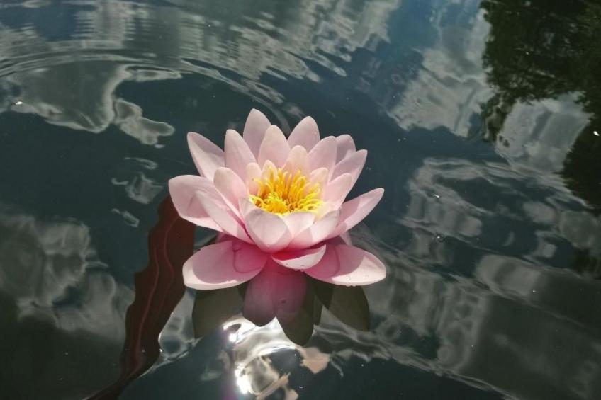 Waldhaus57 Silbersee - foto 42