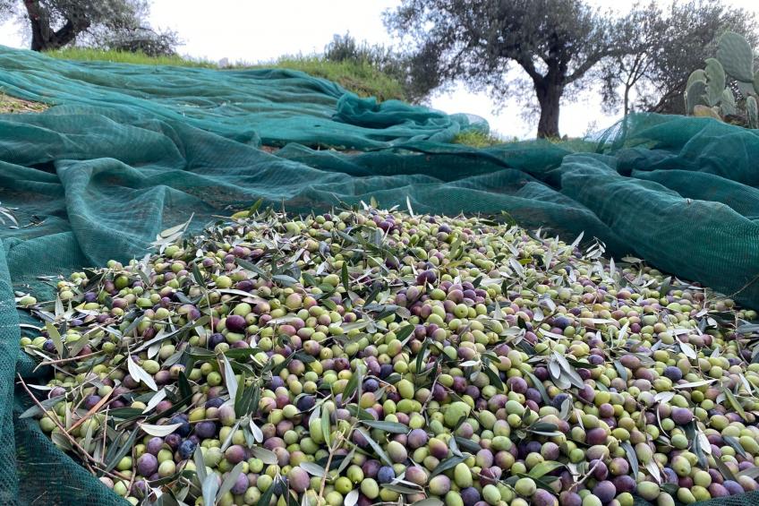 Wohnung in Badolato mit Terrasse - foto 24