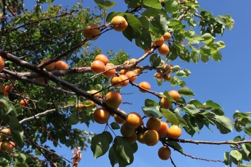 Villa Bobolino auf dem Lande mit privatem Pool - foto 37