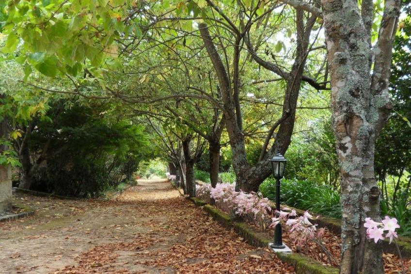 Finca "Quinta do Bento Novo" - foto 29