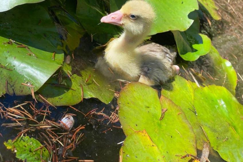 Landhaus Müritzliebe - foto 29