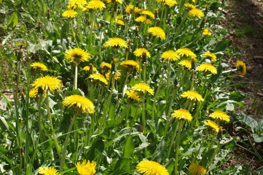 Kerschbamerhof Fewo Pink Lady mit Panoramablick - foto 32