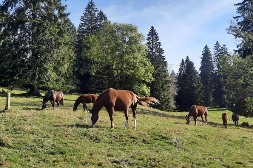 Maison de vacances - LM - foto 37