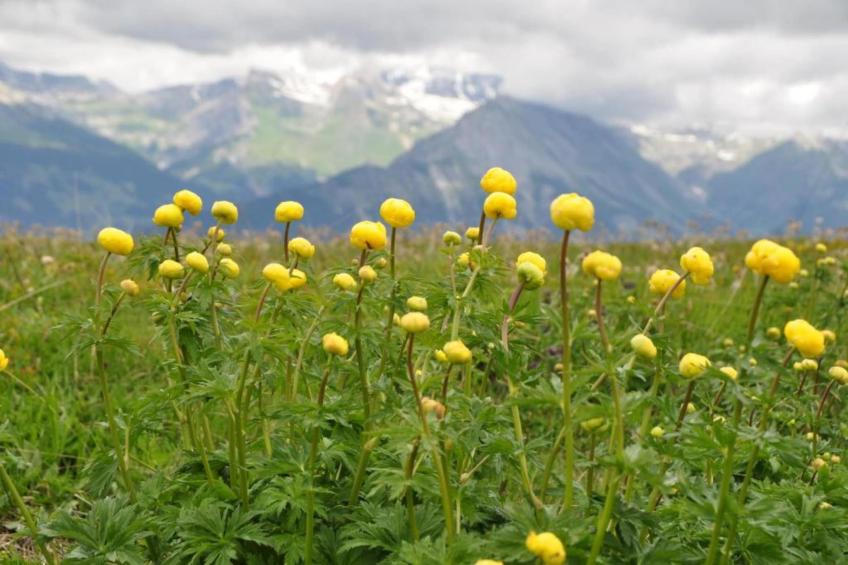 Mayens de l'Ours AZ 032 - MOUNTAIN apartment 6 p - foto 22
