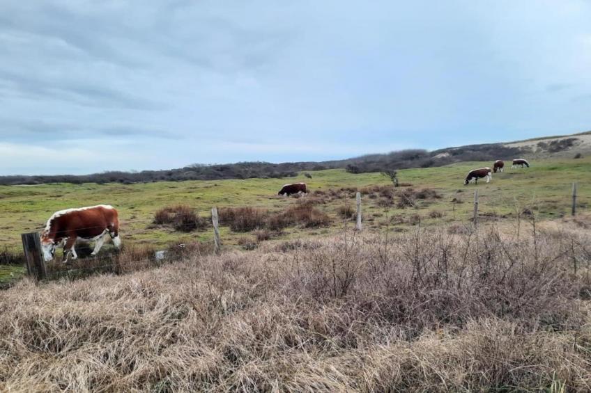 Fort den Haak - Chalet 1 tm 5  hond - foto 38