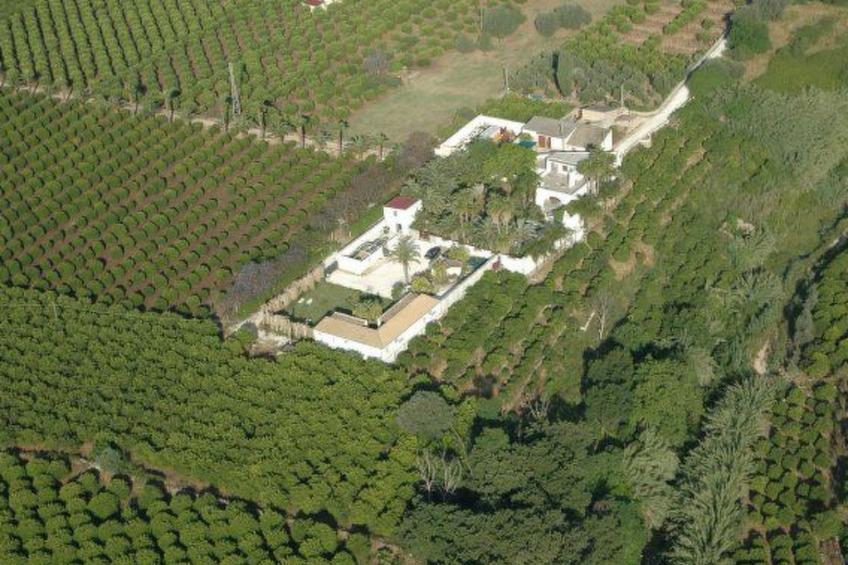 Cuore di Palme Bilo - foto 16